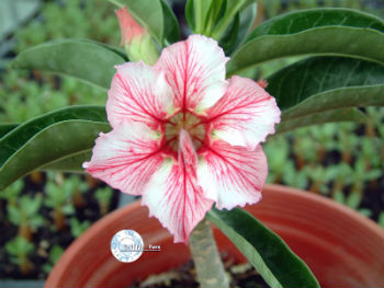 (image for) Adenium Obesum \'Star of Flame\' x 5 Seeds